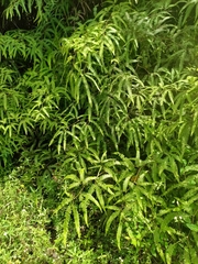 Comb forkedfern (Gleichenella pectinata)