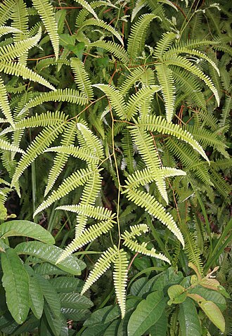 Comb forkedfern: Gleichenella pectinata (= Dicranopteris pectinata ), Gleicheniaceae - Costa Rica: Prov. Puntarenas, La Gamba NW Golfito, zwischen "Tropenstation La Gamba"/"Esta