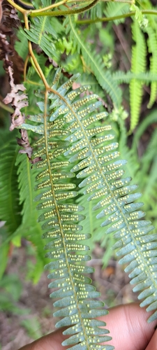 Comb forkedfern (Gleichenella pectinata)