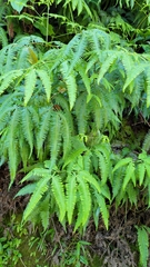 Comb forkedfern (Gleichenella pectinata)