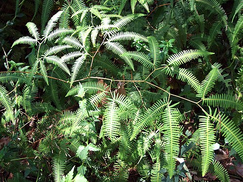 Comb forkedfern: Gleichenella pectinata