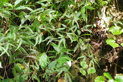 Comb forkedfern (Gleichenella pectinata)