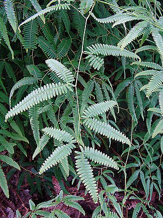 Comb forkedfern: A 'wire-fern" known as Comb Fork Fern in English and as Barba Tigre here in the San Blas Mountains of northeastern Panama. In context at www.dixpix.ca/meso_amer