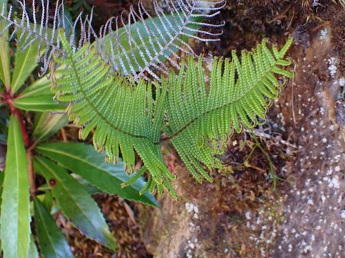 Gleichenia abscida (Gleichenia abscida)