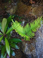 Gleichenia abscida (Gleichenia abscida)
