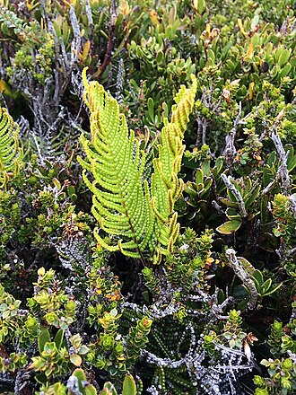 Gleichenia abscida: Image credit: Matthew Baker, TMAG Herbarium