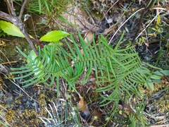 Gleichenia abscida (Gleichenia abscida)