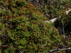 Gleichenia alpina (Gleichenia alpina)