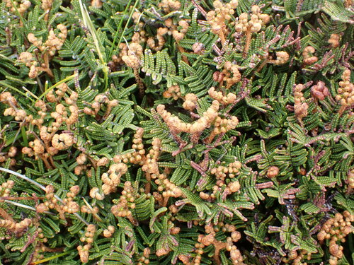 Gleichenia alpina (Gleichenia alpina)