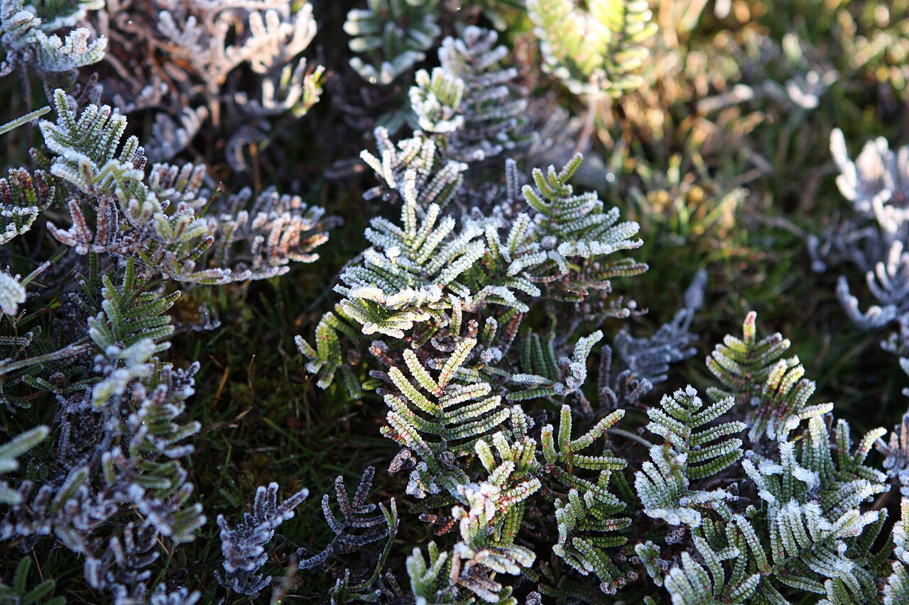 Gleichenia alpina: Gleichenia alpina Early on a frosty spring morning Australia oz2009 125