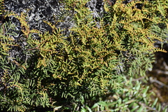 Gleichenia alpina (Gleichenia alpina)