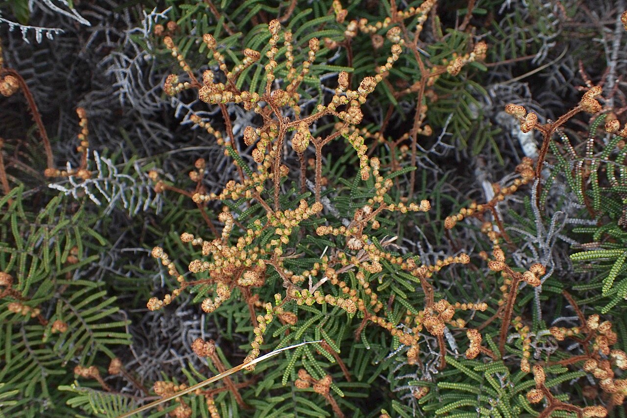 Gleichenia alpina: Gleichenia alpina on Silica Rapids Walk, Whakapapa, Waikato
