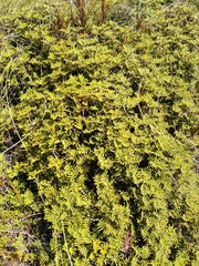 Gleichenia alpina (Gleichenia alpina)