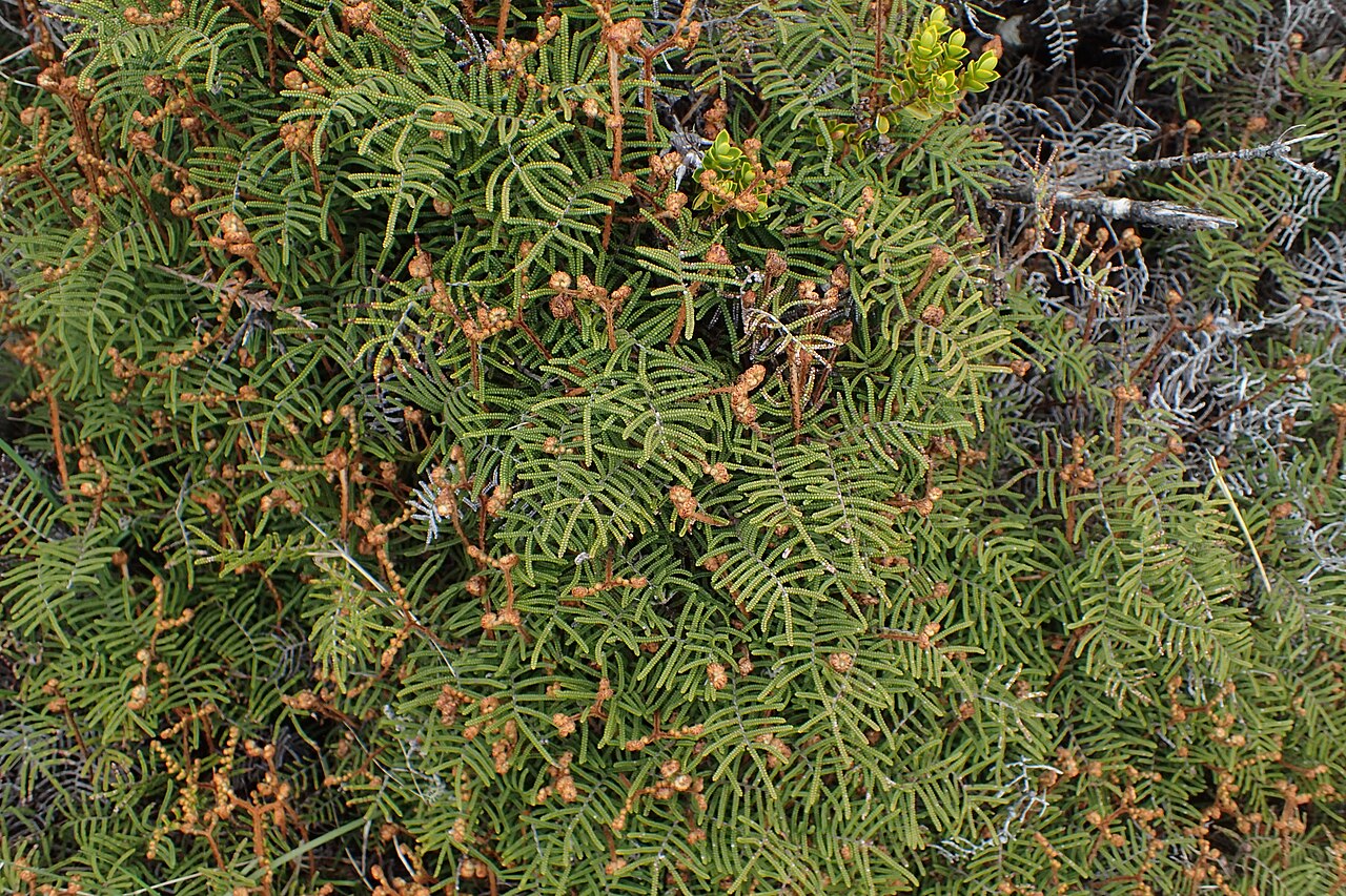 Gleichenia alpina: Gleichenia alpina on Silica Rapids Walk, Whakapapa, Waikato