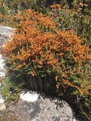 Gleichenia alpina (Gleichenia alpina)
