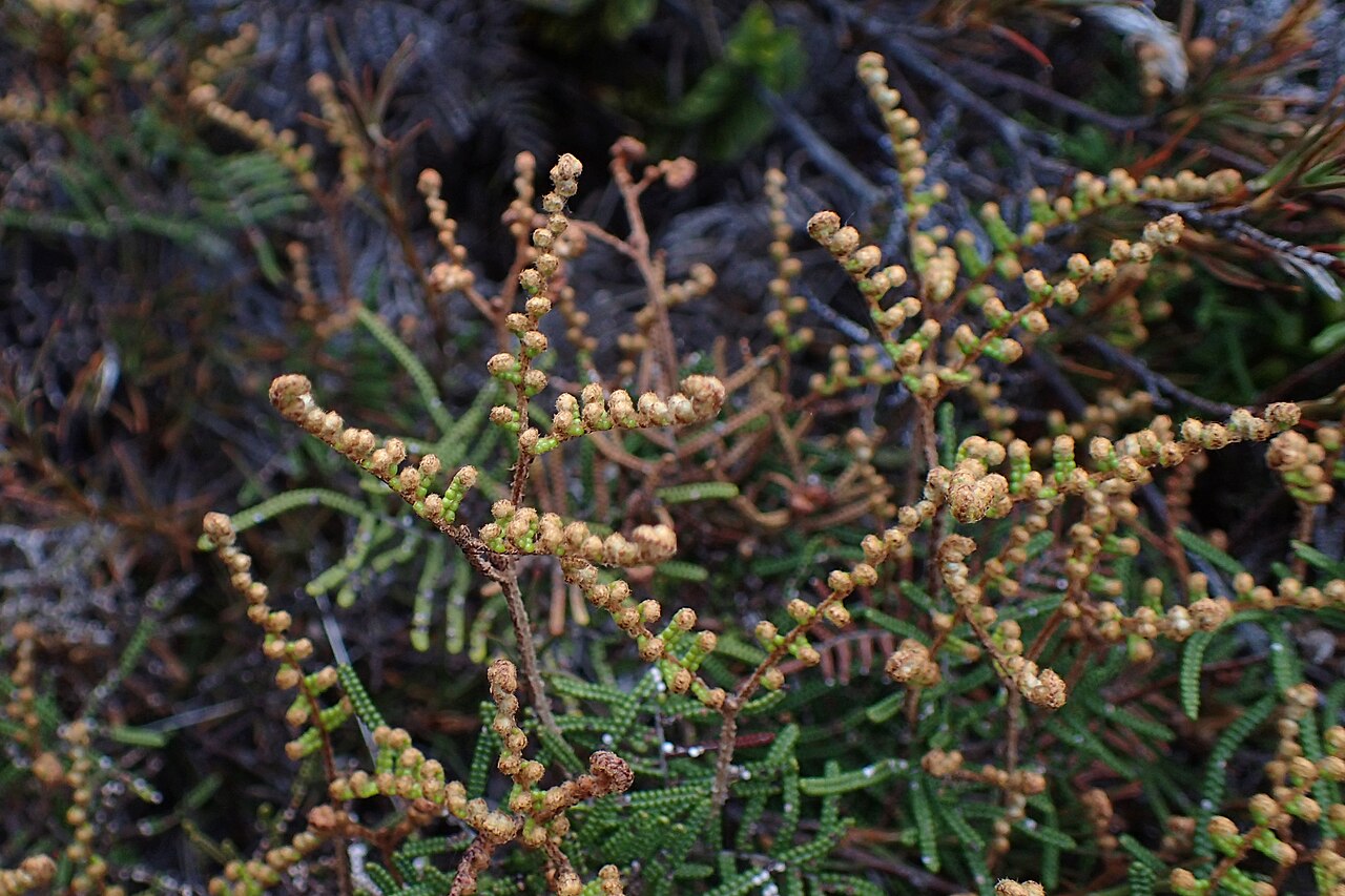 Gleichenia alpina: Gleichenia alpina on Tukino Rd on Rangipo Desert, Waikato