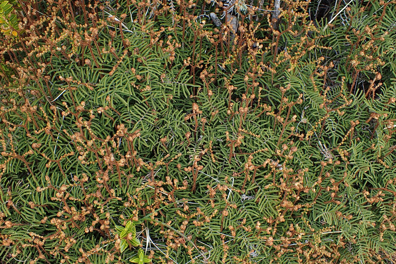 Gleichenia alpina: Gleichenia alpina on Silica Rapids Walk, Whakapapa, Waikato