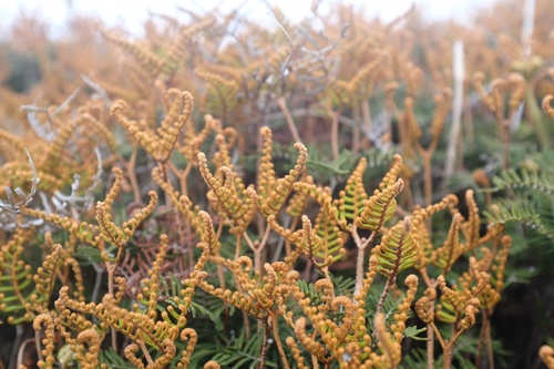 Gleichenia alpina (Gleichenia alpina)