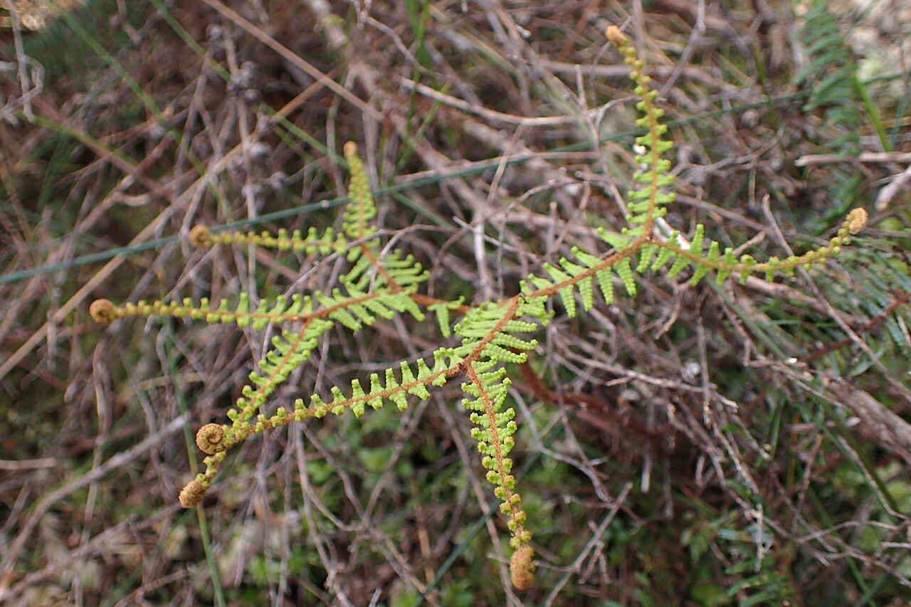 Gleichenia dicarpa: Gleichenia dicarpa in wetland S from Charleston, West Coast