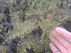 Gleichenia dicarpa (Gleichenia dicarpa)