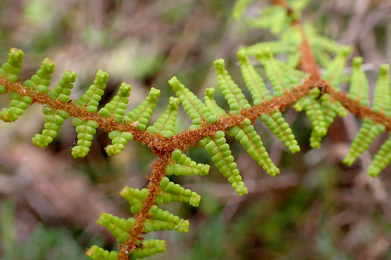 Gleichenia dicarpa: Gleichenia dicarpa in wetland S from Charleston, West Coast