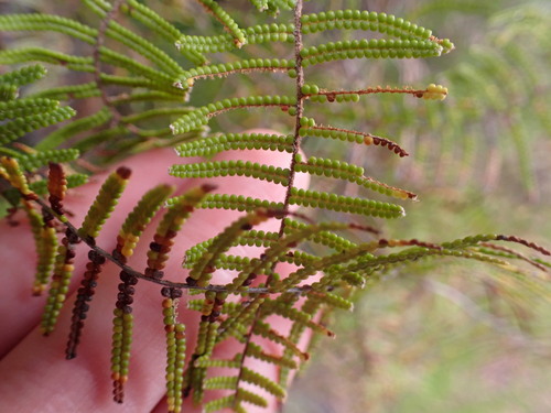 Gleichenia dicarpa (Gleichenia dicarpa)