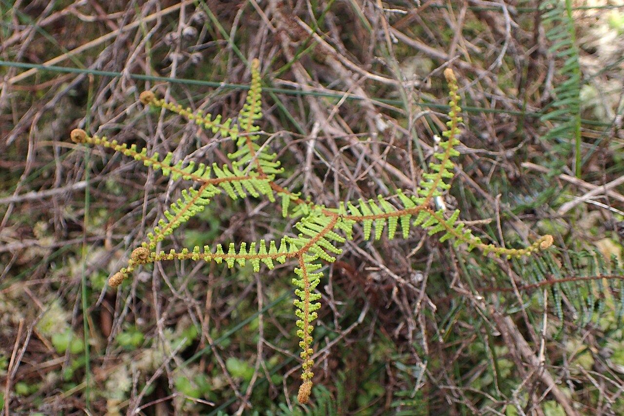 Gleichenia dicarpa: Gleichenia dicarpa in wetland S from Charleston, West Coast