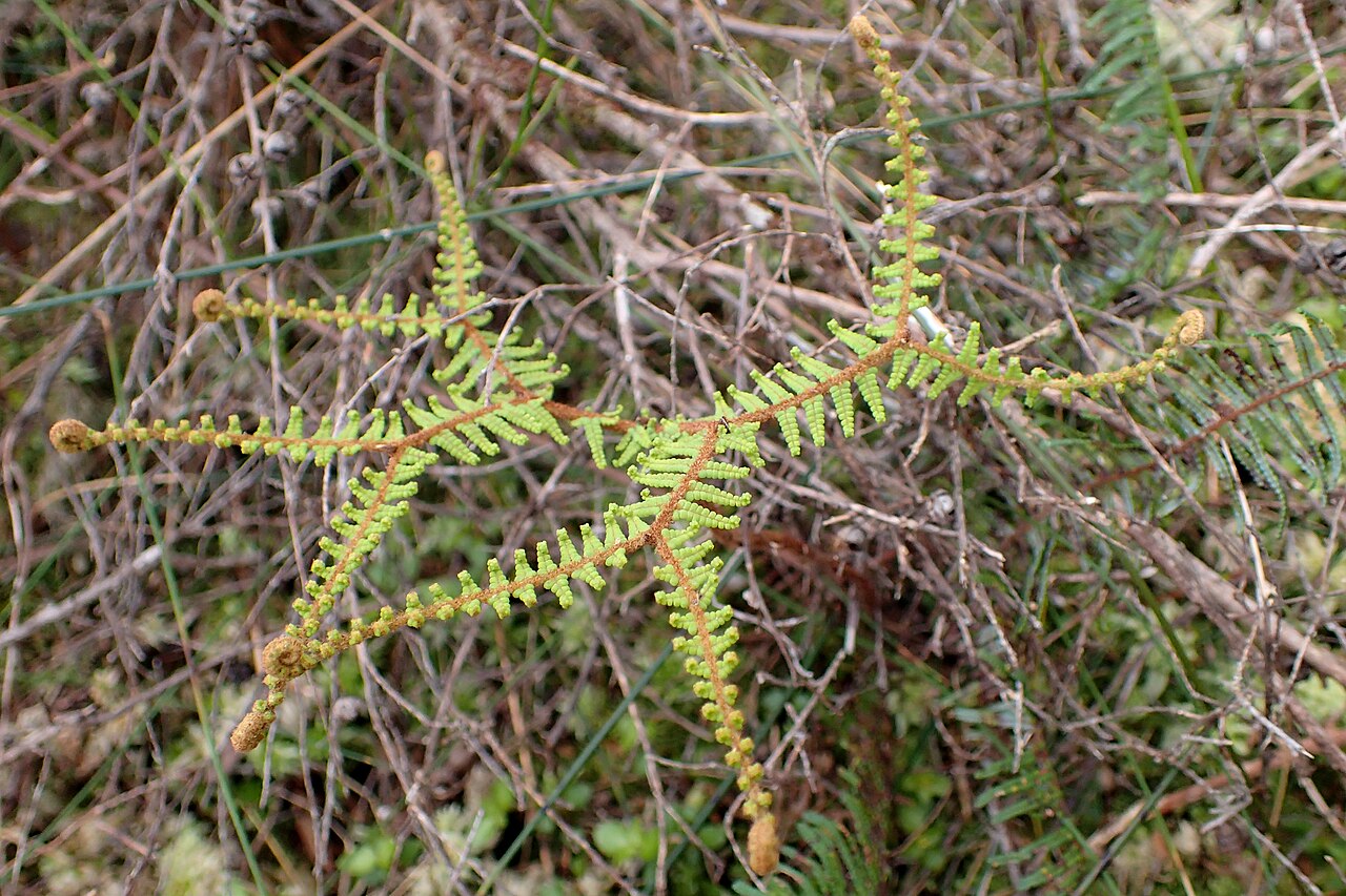 Gleichenia dicarpa: Gleichenia dicarpa in wetland S from Charleston, West Coast