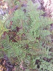 Gleichenia dicarpa (Gleichenia dicarpa)
