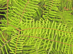 Gleichenia dicarpa (Gleichenia dicarpa)