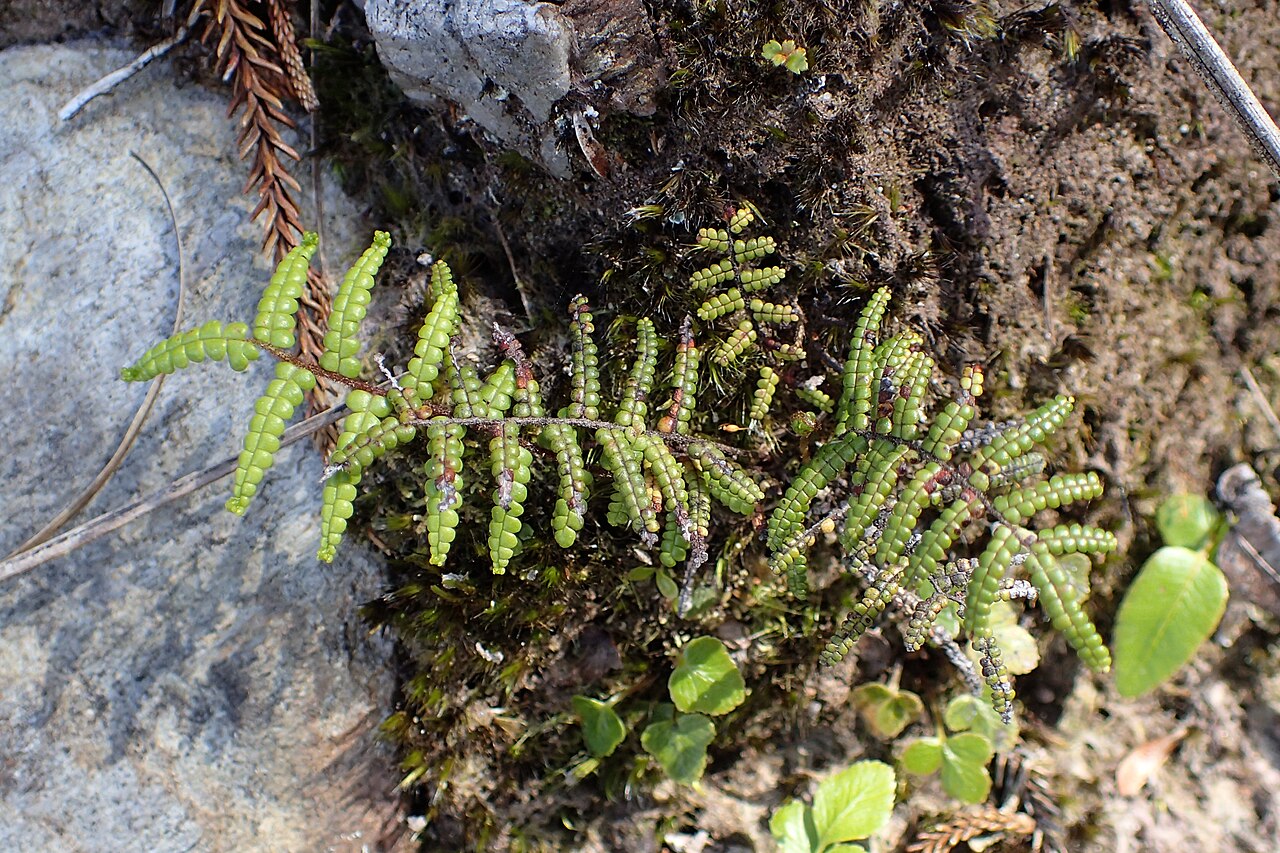 Gleichenia dicarpa: Gleichenia dicarpa in Okarito Wetland, Westland
