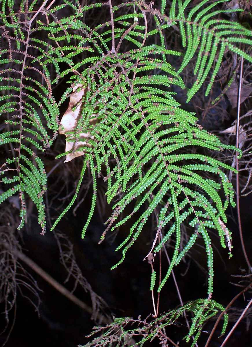 Gleichenia dicarpa: Coral Fern, possibly Gleichenia dicarpa at Roseville East, Australia