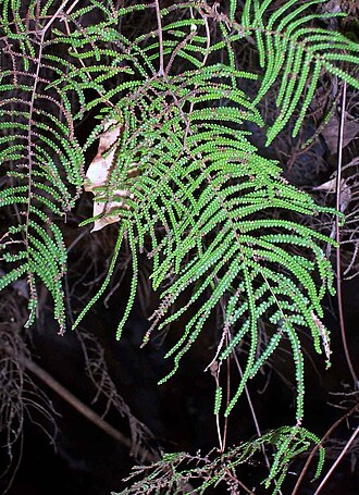 Gleichenia dicarpa: Coral Fern, possibly Gleichenia dicarpa at Roseville East, Australia