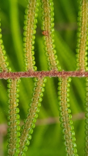 Gleichenia dicarpa (Gleichenia dicarpa)