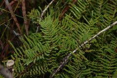 Gleichenia mendellii (Gleichenia mendellii)