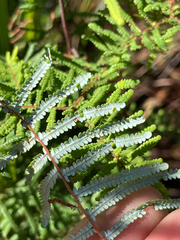 Gleichenia mendellii (Gleichenia mendellii)