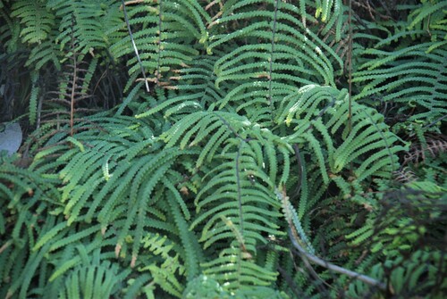 Gleichenia mendellii (Gleichenia mendellii)