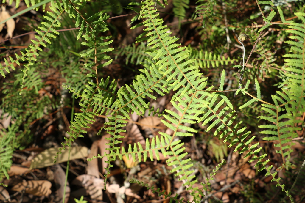 Gleichenia mendellii (Gleichenia mendellii)