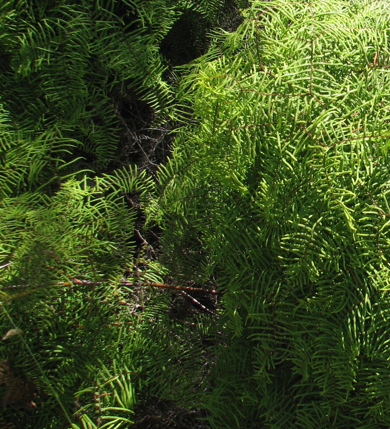 Carrier tangle: Gleichenia microphylla , Mornington Peninsula, Victoria, Australia