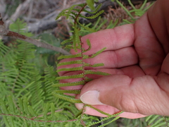 Carrier tangle (Gleichenia microphylla)