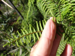 Carrier tangle (Gleichenia microphylla)