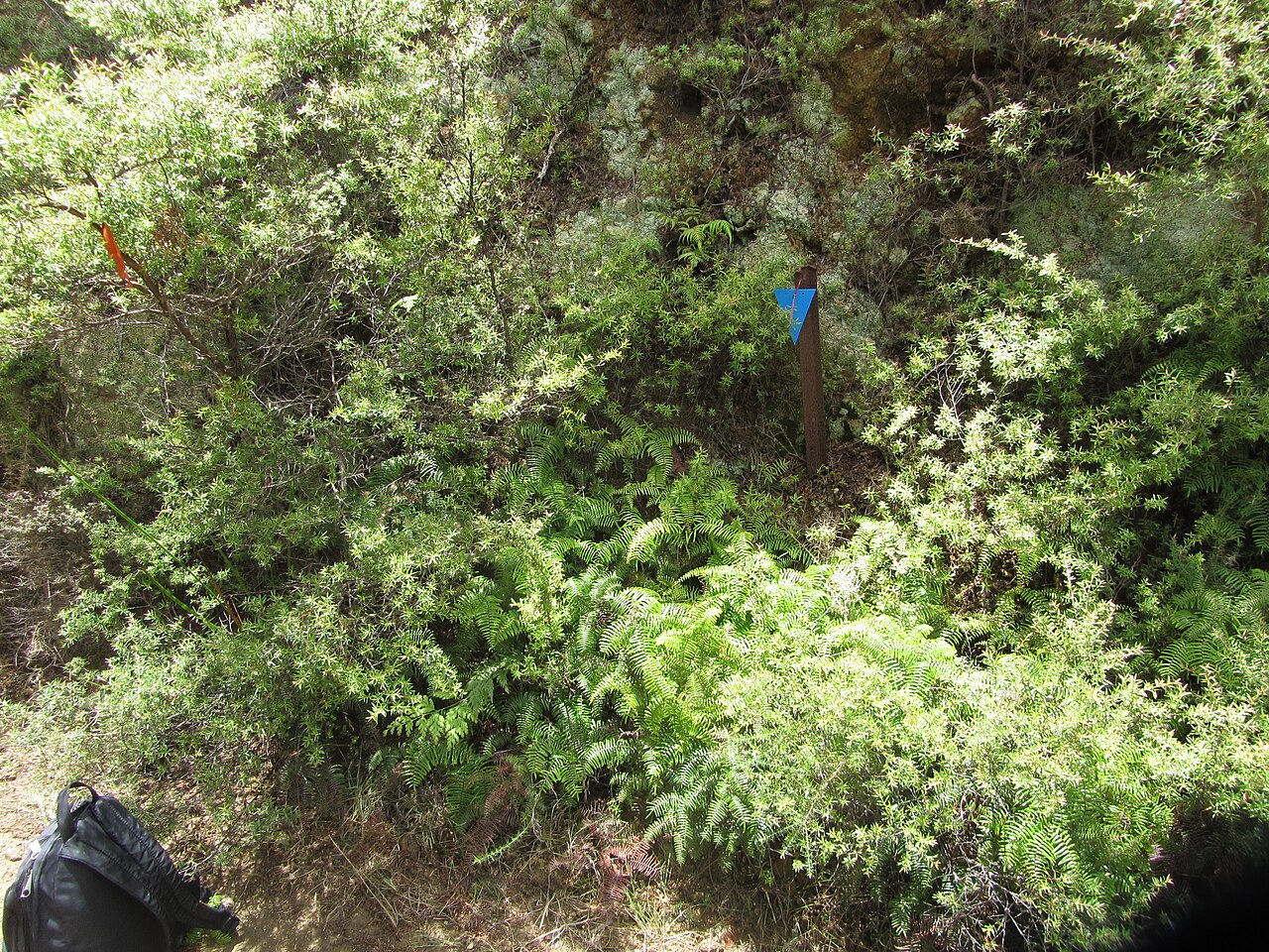 Carrier tangle (Gleichenia microphylla)