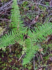 Carrier tangle (Gleichenia microphylla)