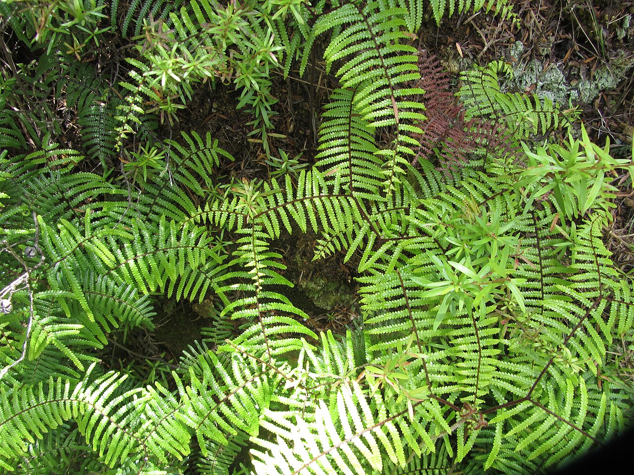 Carrier tangle (Gleichenia microphylla)