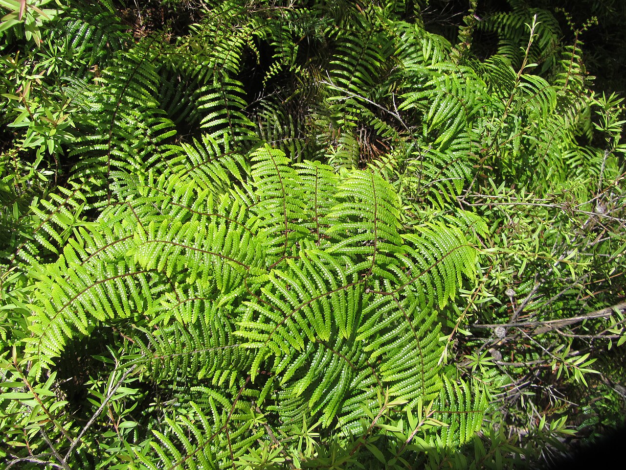 Carrier tangle (Gleichenia microphylla)