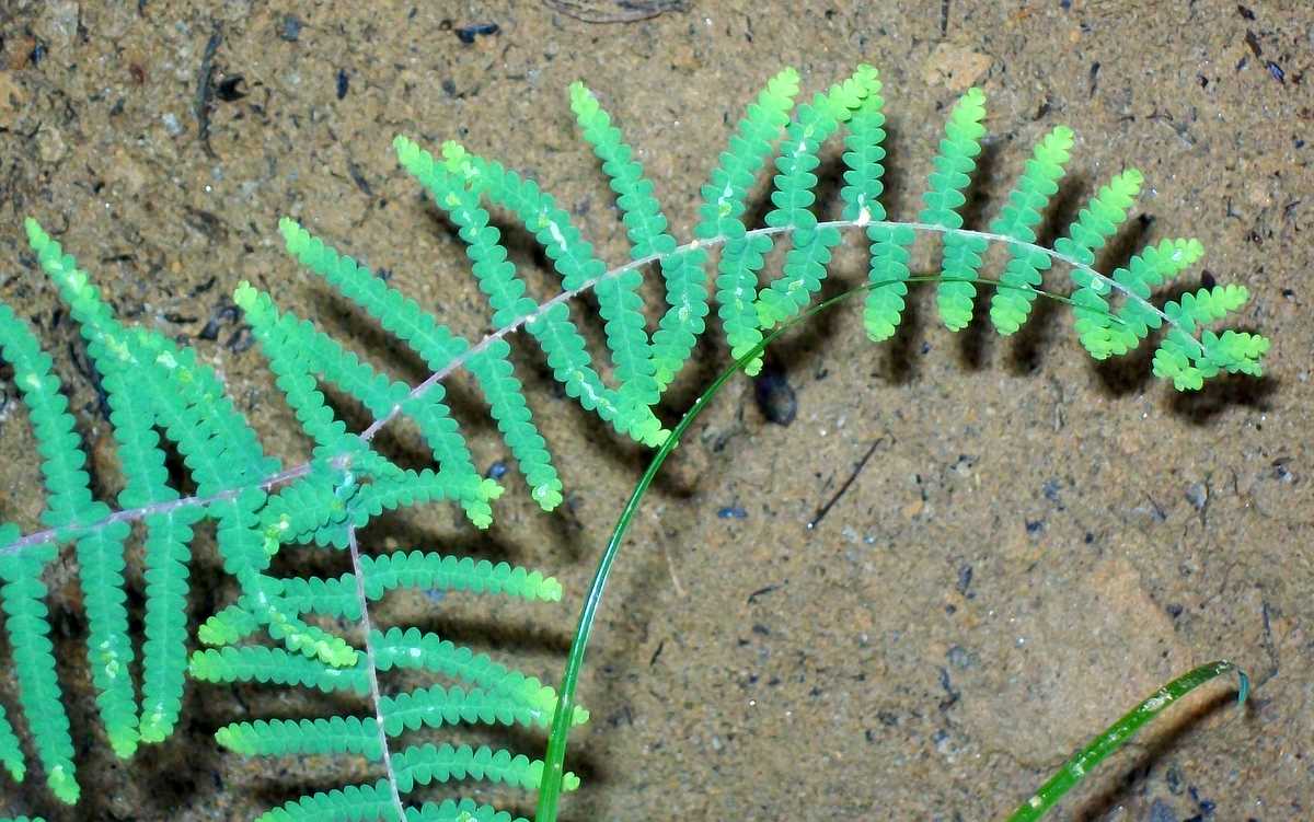 Carrier tangle: Coral Fern, very likely to be Gleichenia microphylla, growing at the base of a waterfall near Elvina Bay, Ku-ring-gai Chase National Park, Australia