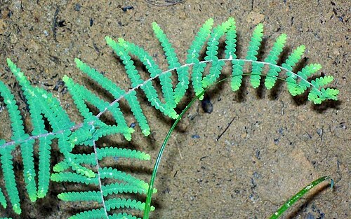 Carrier tangle: Coral Fern, very likely to be Gleichenia microphylla, growing at the base of a waterfall near Elvina Bay, Ku-ring-gai Chase National Park, Australia