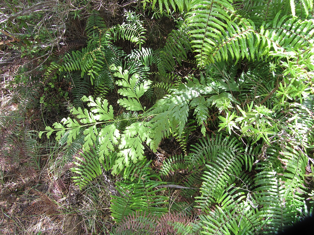 Carrier tangle (Gleichenia microphylla)
