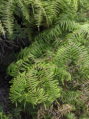 Carrier tangle (Gleichenia microphylla)