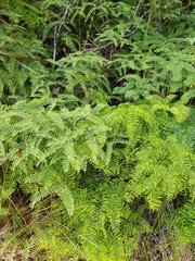 Carrier tangle (Gleichenia microphylla)
